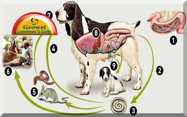 Parasites in Dogs