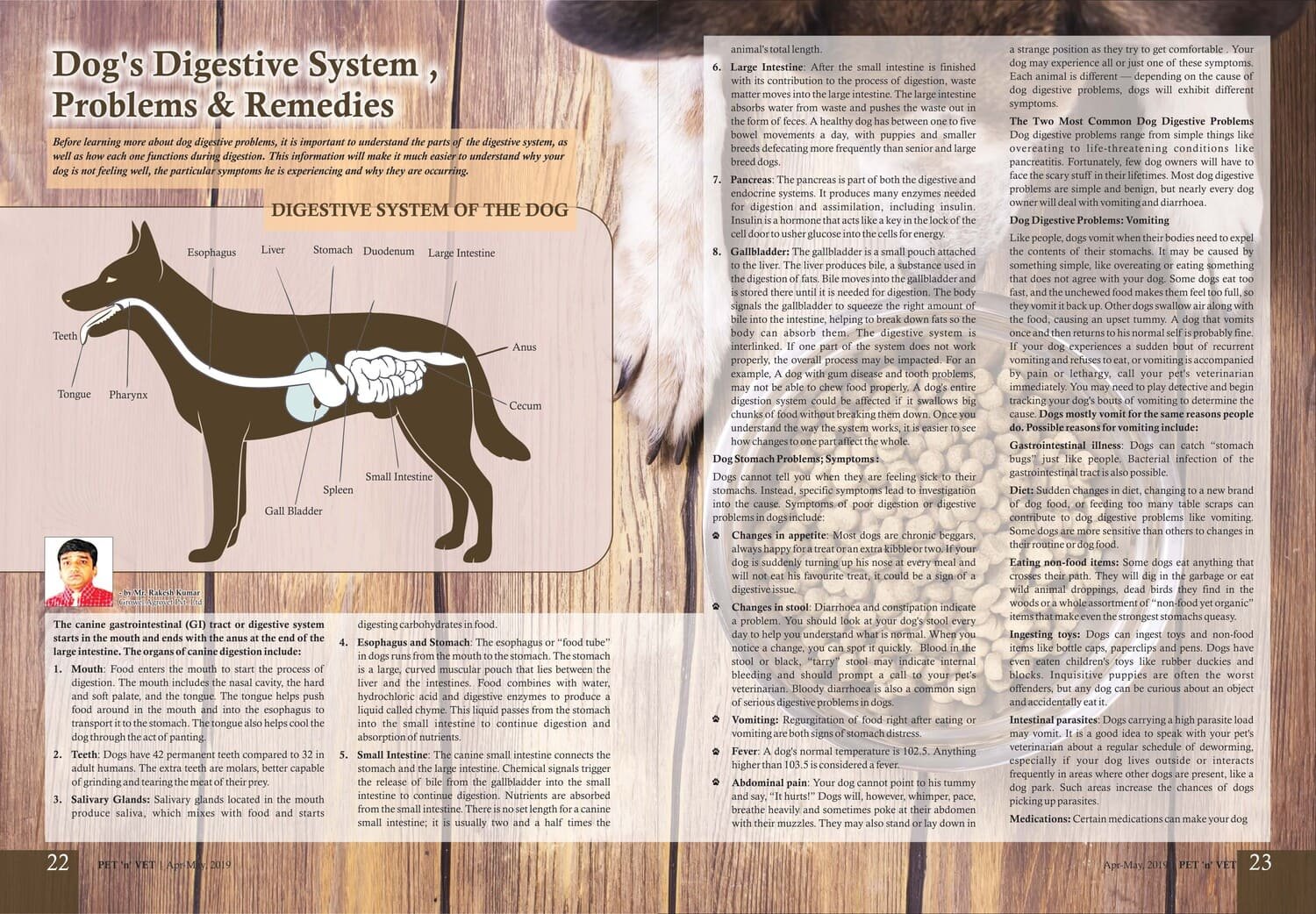 Dog's Digestive System Problems & RemediesPublished in Pet ‘n’ Vet