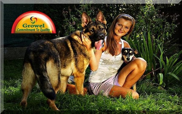 Mental Wellness of Dog