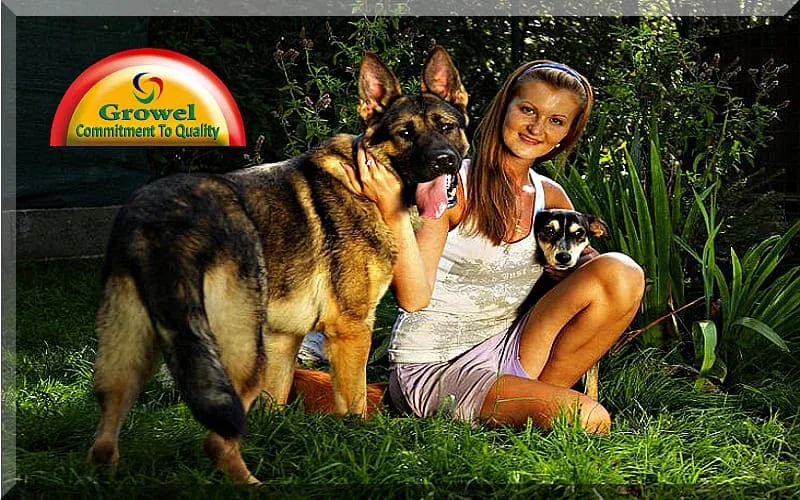 Mental-Wellness-of-Dog Mental-Wellness-of-Dog