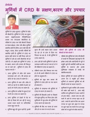 मुर्गियों में CRD के लक्षण,कारण और उपचार