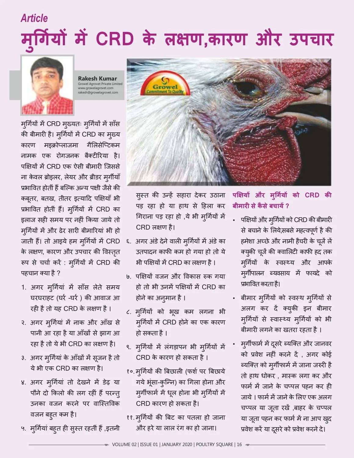 मुर्गियों-में-CRD-के-लक्षणकारण-और-उपचार मुर्गियों-में-CRD-के-लक्षणकारण-और-उपचार