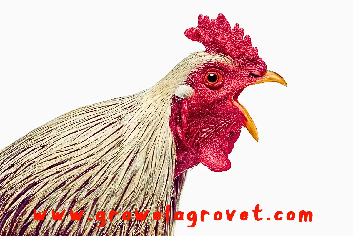 मुर्गियों-में-CRD-के-लक्षणकारण-और-उपचार-webp मुर्गियों-में-CRD-के-लक्षणकारण-और-उपचार-webp