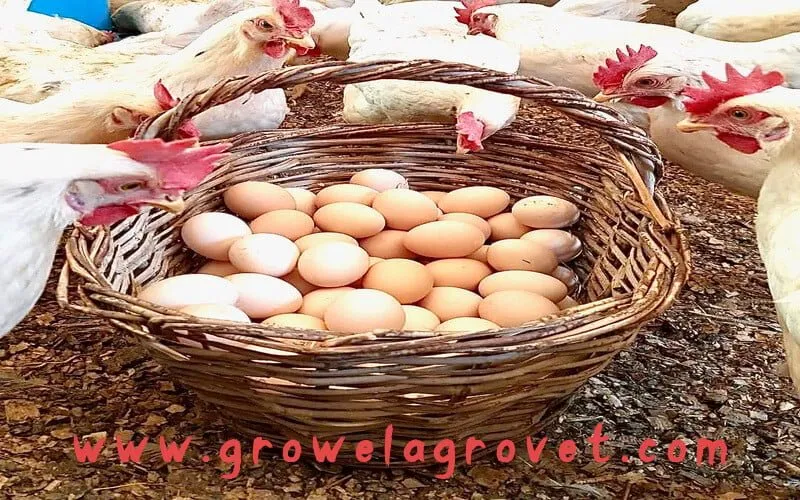 Layer-Poultry-Farming-Guide-For-Beginners Layer-Poultry-Farming-Guide-For-Beginners