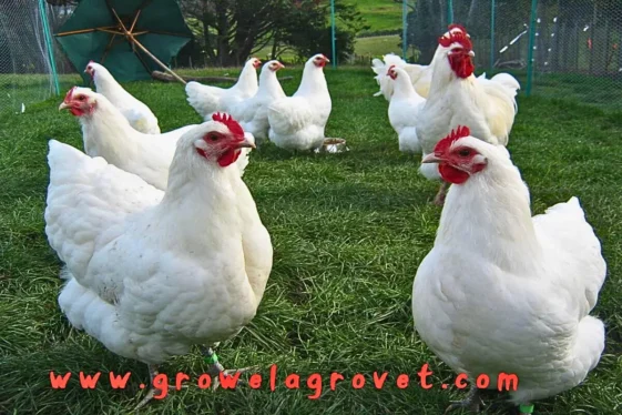 Poultry Medicine Chart