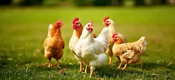 Buy poultry medicine online – antibiotics, antifungals, and immunity boosters for healthy birds