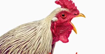 मुर्गियों में CRD के लक्षण और उपचार के लिए उपयोग होने वाली पोल्ट्री दवाएं – Respiratory Herbs, Amino Power, Aquacure और Viraclean