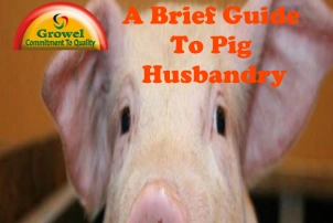 A Brief Guide To Pig Husbandry