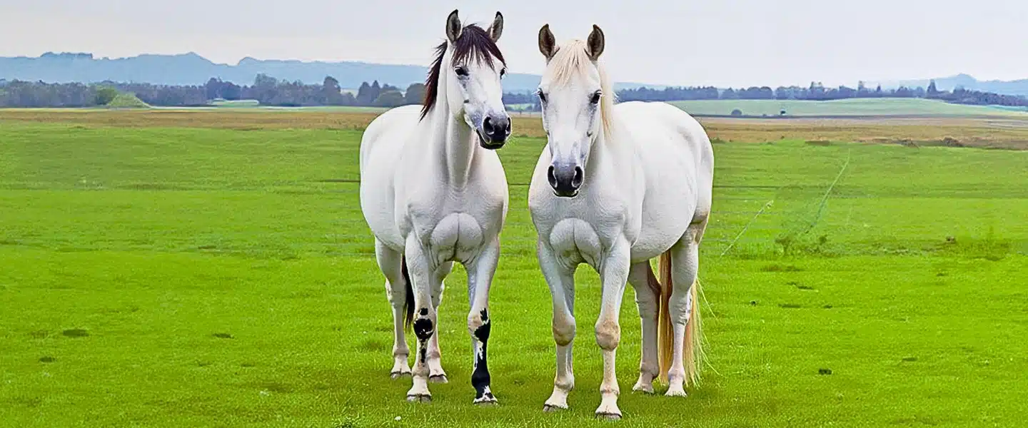 Horse Health Supplements – Premium Equine Nutrition