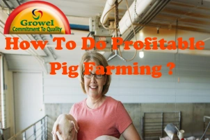 How To Do Profitable Pig Farming