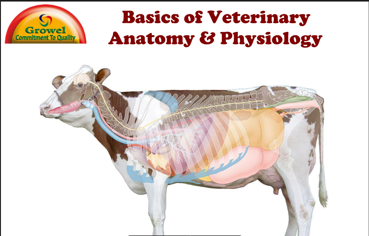 basic-veterinary