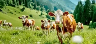 Dairy-Cattle-Supplements-phone