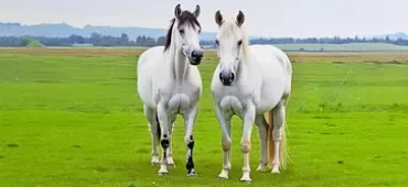 Horse-Supplements-phone