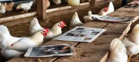 Poultry Farming