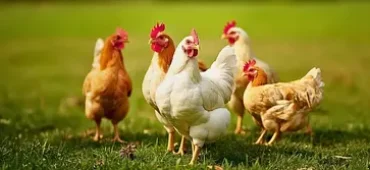 Poultry-Supplements-phone