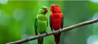 pet-birds-lcp-mobile-720-lcp-optimized-lcp-optimized